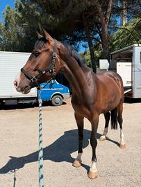 Puledra 5 anni italiana