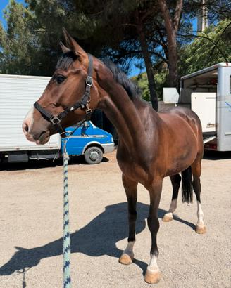 Puledra 5 anni italiana
