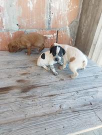 Cuccioli incrocio Breton-segugio maremmano