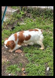 Cavalier King Pedegree Enci