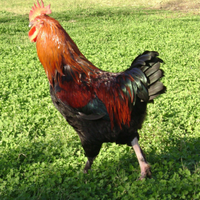 Gallo marans