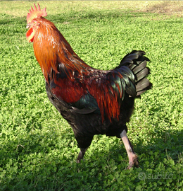 Gallo marans