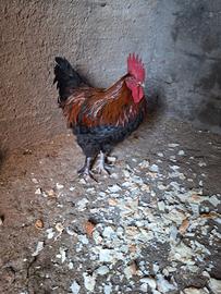 Gallo Marans