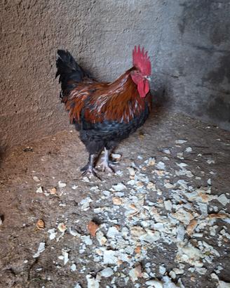 Gallo Marans