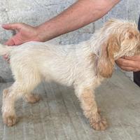 Cuccioli di Spinone Italiano