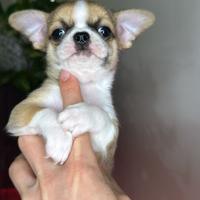 Cucciolo di chihuahua