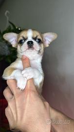 Cucciolo di chihuahua