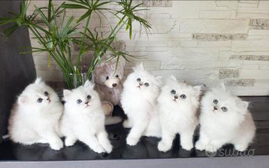 Gatto persiano cuccioli