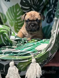 Bulldog francesi top prezzo SUPER