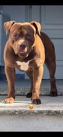 Cane da monta red nose american pitbull