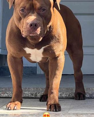 Cane da monta red nose american pitbull