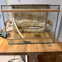 Terrario rettili rettilinea