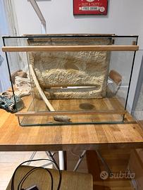 Terrario rettili rettilinea