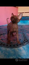 Cuccioli di Canadian sphynx