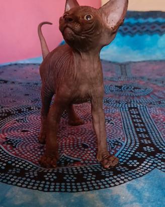 Cuccioli di Canadian sphynx