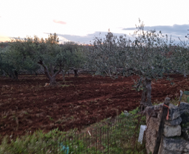 Terreno Agricolo