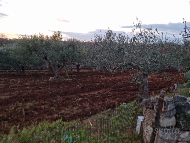 Terreno Agricolo