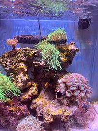 Acquario Marino completo REEF maturo pronto subito