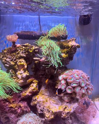 Acquario Marino completo REEF maturo pronto subito