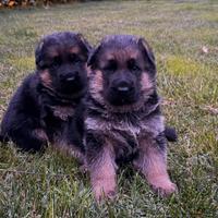 Cucciolo pastore tedesco