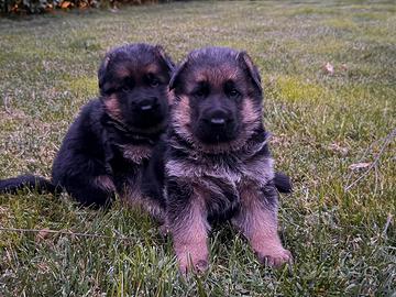 Cucciolo pastore tedesco