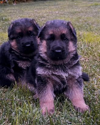 Cucciolo pastore tedesco