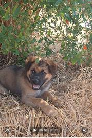 LOKI, cucciolo tg grande in adozione