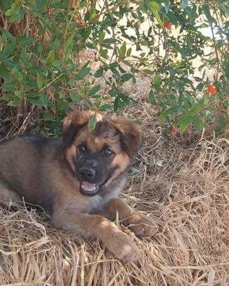 LOKI, cucciolo tg grande in adozione
