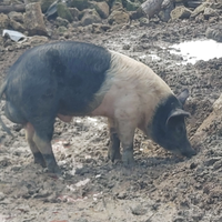 Cinta Senese Maschio