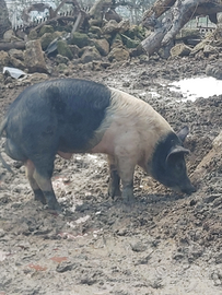 Cinta Senese Maschio