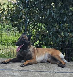 Malinois cuccioli
