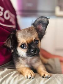 Chihuahua con n Pedigree