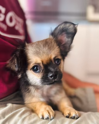 Chihuahua con Pedigree