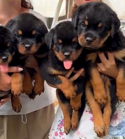 CUCCIOLI ROTTWEILER PEDIGREE