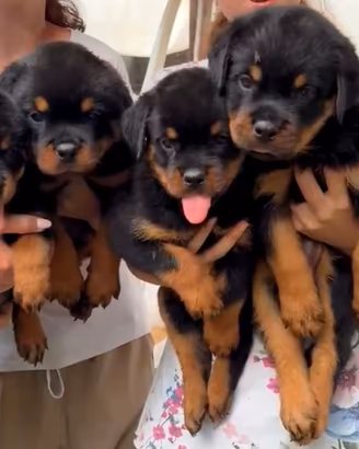 CUCCIOLI ROTTWEILER PEDIGREE