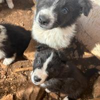 Cuccioli border collie