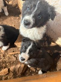 Cuccioli border collie