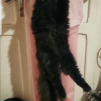 Cuccioli Gattini Maine Coon XL