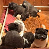 Cuccioli Akita Americano