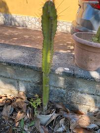 Lotto cactus mela peruviano, Cereus Repandus