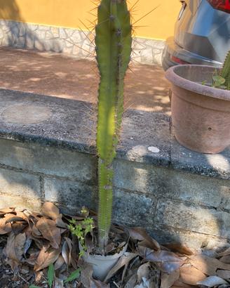 Lotto cactus mela peruviano, Cereus Repandus
