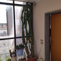 Pianta euphorbia ingens.