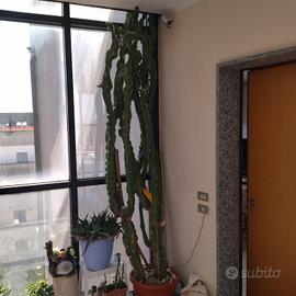 Pianta euphorbia ingens.