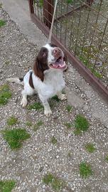 Springer spaniel