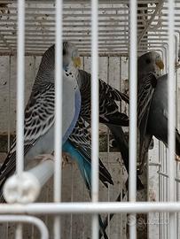 Pappagallini Ondulati