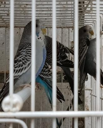 Pappagallini Ondulati