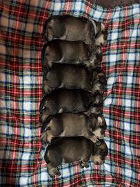 Cuccioli di Schnauzer nano