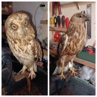 Uccelli soprammobile 