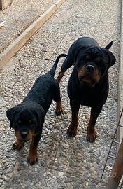 Rottweiler