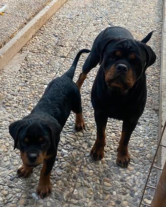 Rottweiler